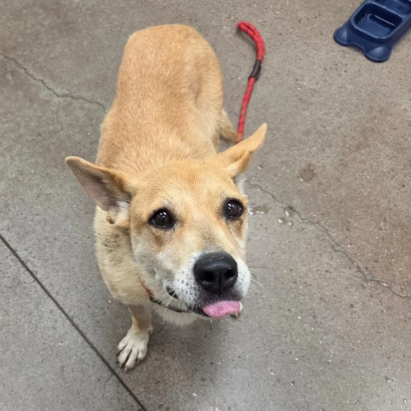 An adult medium-sized female Carolina Dog dog named Blessing for adoption in Chattanooga, TN