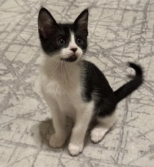 A baby small-sized male Domestic Short Hair cat named Squeaks for adoption in Sacramento, CA