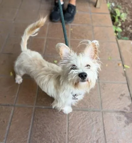 Oliver
