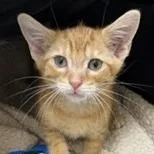 A baby small-sized male Orange / Red Domestic Short Hair cat named Virgil for adoption in North Myrtle Beach, SC