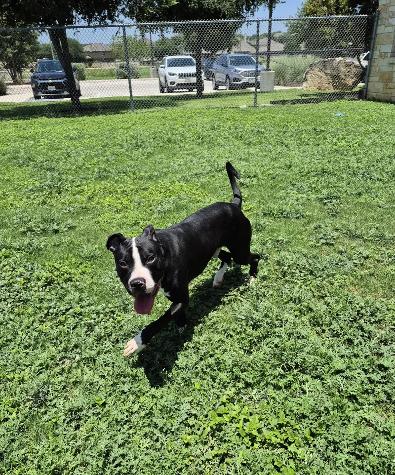 An adult medium-sized male Mixed Breed dog named Gustavo for adoption in Schertz, TX