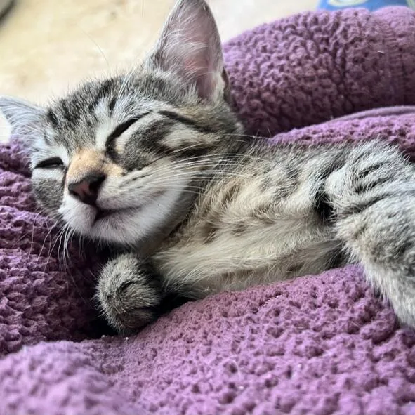 Snickers thumbnail 2