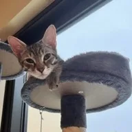 Snickers thumbnail 3