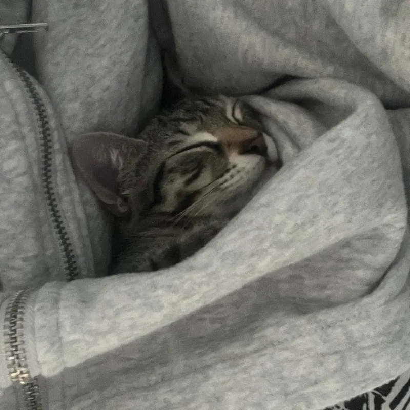 Snickers thumbnail 4