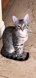 Snickers thumbnail 6