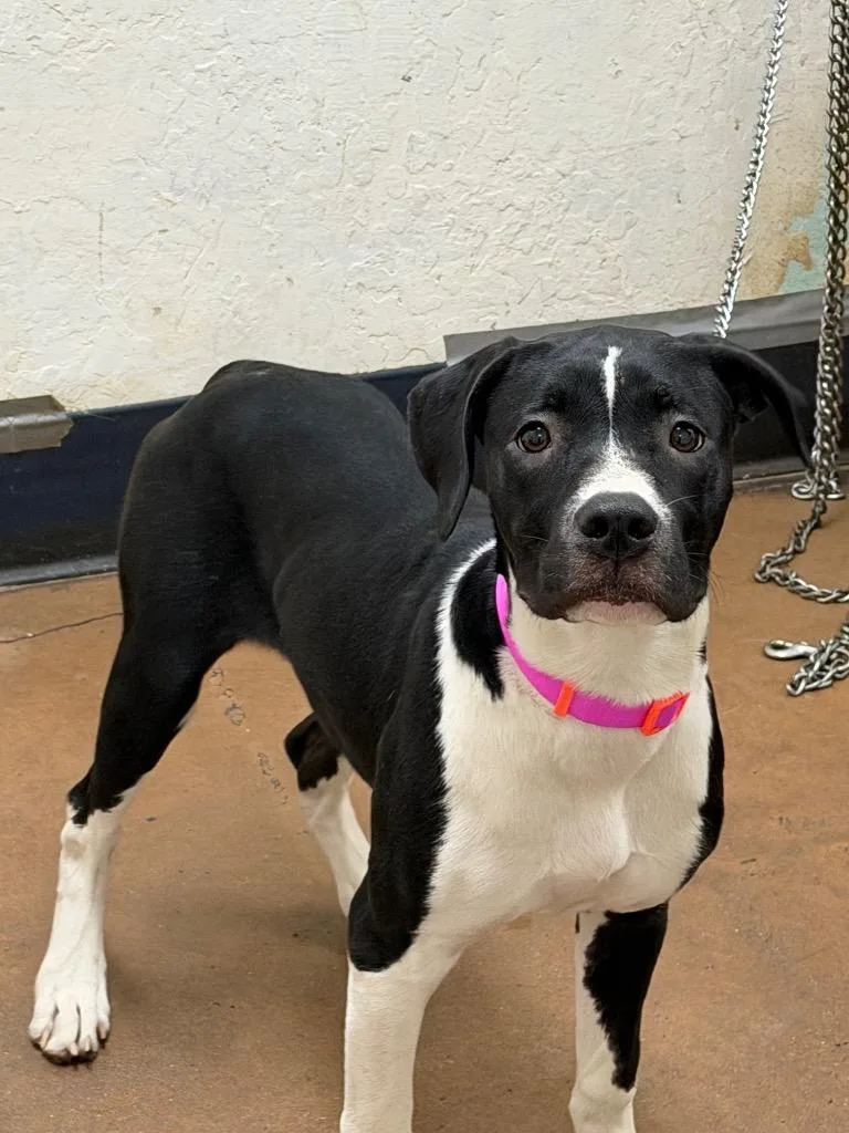 A baby medium-sized female Pit Bull Terrier dog named Monterey Jackie for adoption in Chico, CA