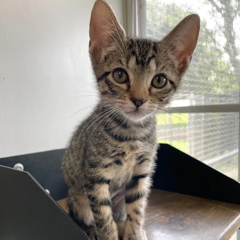 A baby small-sized female Black Domestic Short Hair cat named Petite Parsnip for adoption in Carencro, LA