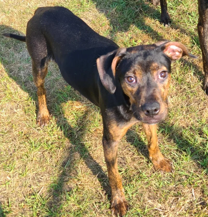 A baby medium-sized male Pit Bull Terrier dog named Buddy for adoption in Swainsboro, GA