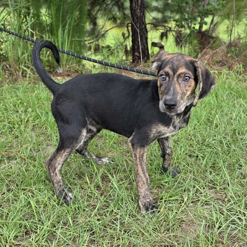A baby medium-sized male Black Treeing Walker Coonhound dog named Waylon for adoption in Foley, AL