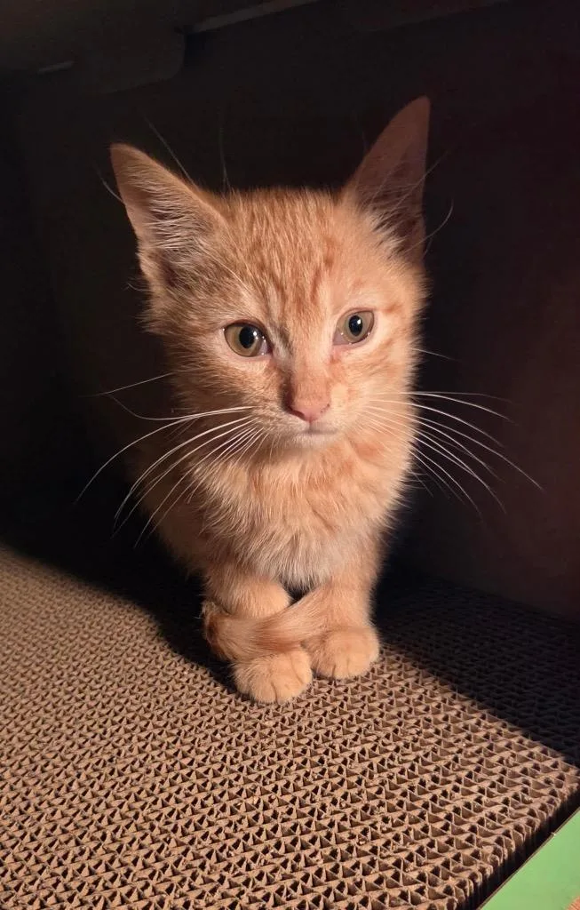 A baby small-sized male Domestic Short Hair cat named Hisston Churchhill for adoption in Gorham, ME