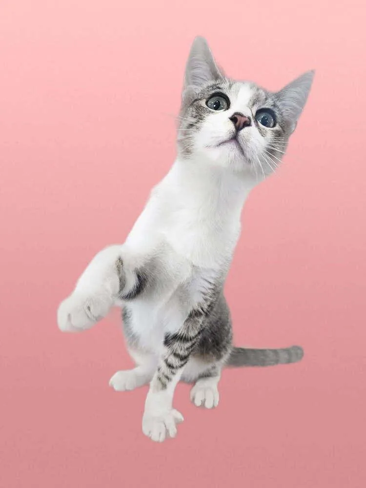 A baby small-sized male Gray & White Domestic Short Hair cat named Nimbus for adoption in San Leon, TX