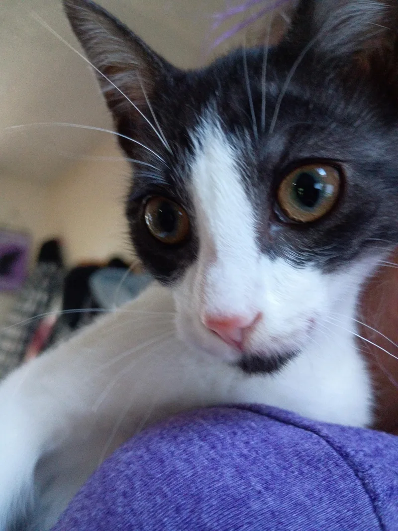 A baby medium-sized female Black & White / Tuxedo Domestic Short Hair cat named Ash for adoption in Saginaw, MI