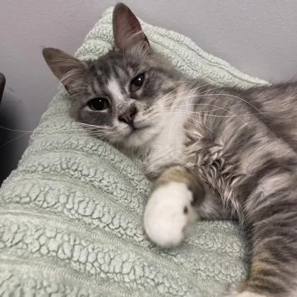A young small-sized male Domestic Long Hair cat named Peeta for adoption in Janesville, WI