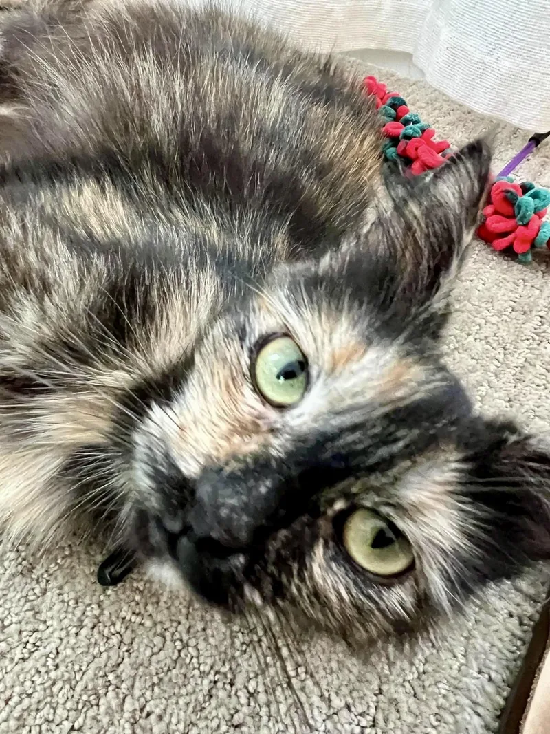 An adult medium-sized female Tortoiseshell cat named Brioche for adoption in San Juan Capistrano, CA
