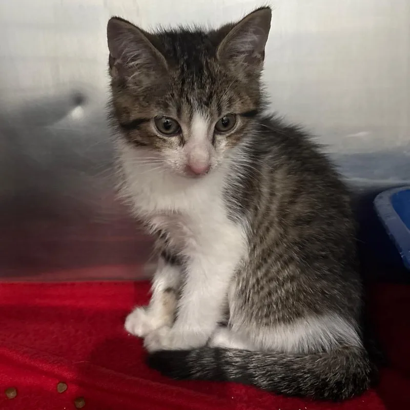 A baby small-sized male Buff / Tan / Fawn Domestic Short Hair cat named Absolom for adoption in Fairmont, WV