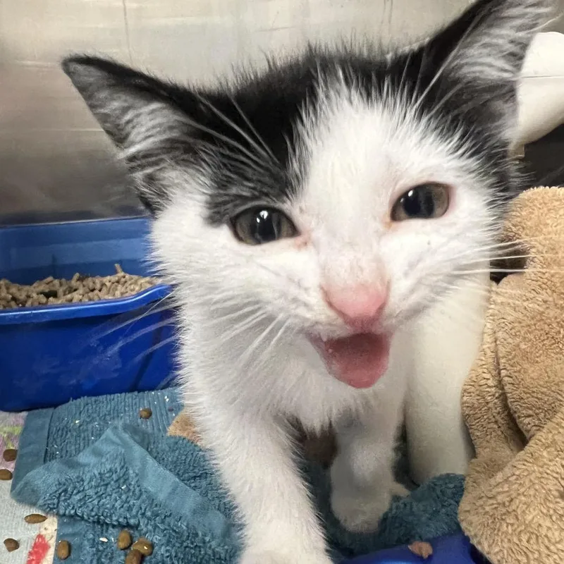 A baby small-sized female Black Domestic Short Hair cat named Pim for adoption in Mentor, OH