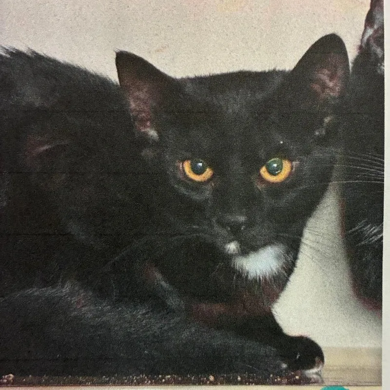 A baby medium-sized male Black Domestic Short Hair cat named Nikon for adoption in Austin, TX