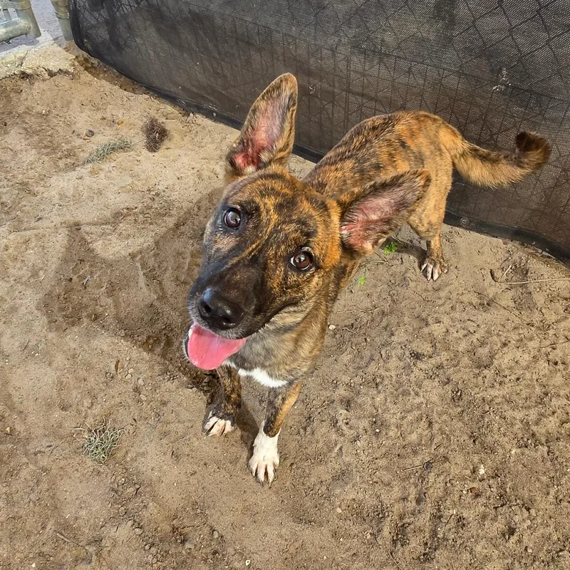 An adult medium-sized female Brown / Chocolate Mixed Breed dog named Sasha for adoption in Lake Panasoffkee, FL