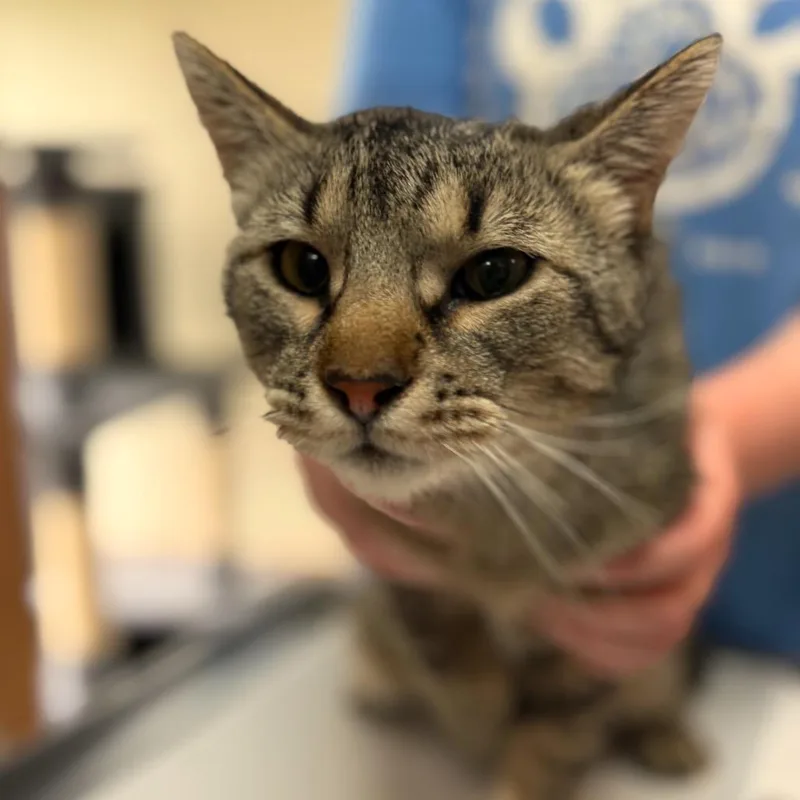 A young medium-sized male Gray / Blue / Silver Domestic Short Hair cat named Ratchet for adoption in Idaho Falls, ID