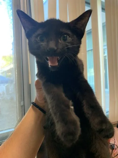 A baby small-sized male Domestic Short Hair cat named A for adoption in San Jose, CA