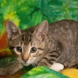 A baby medium-sized female Tabby (Brown / Chocolate) Domestic Short Hair cat named Willow G for adoption in Liverpool, TX