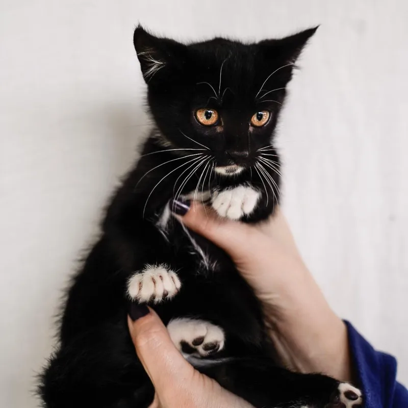 A baby medium-sized male Black Domestic Short Hair cat named Dave for adoption in Cathlamet, WA