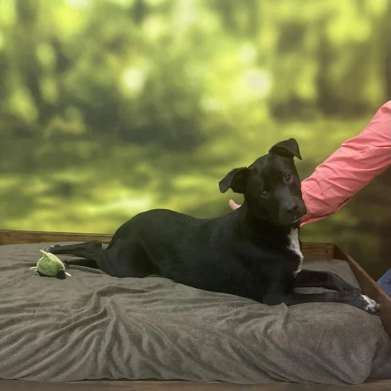 A young medium-sized male White / Cream Mixed Breed dog named Braxton for adoption in Auburn, NH