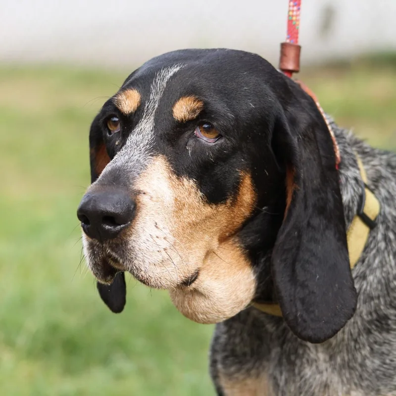 Carolina Gold thumbnail 2