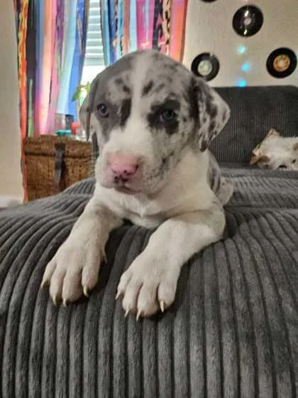 A baby medium-sized male Australian Shepherd dog named Nevan for adoption in Morton Grove, IL