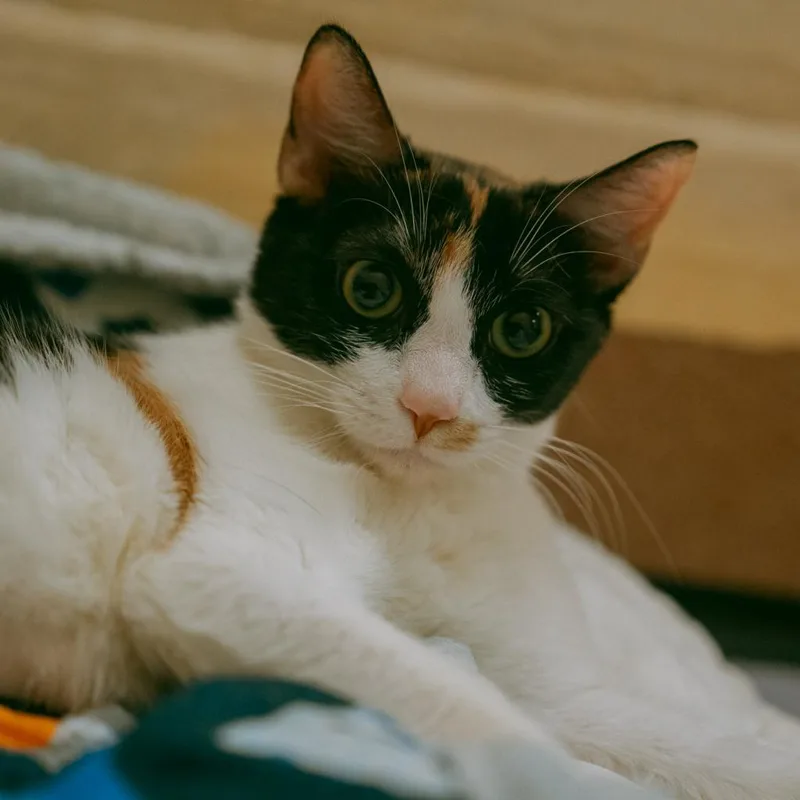 An adult medium-sized female Calico Domestic Short Hair cat named Alyssa for adoption in Los Angeles, CA