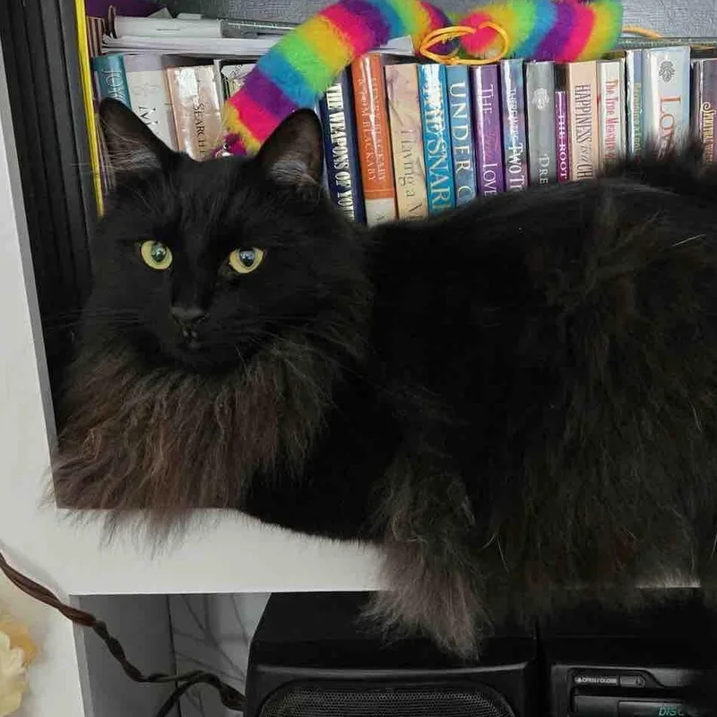 An adult large-sized male Domestic Long Hair cat named Marley for adoption in Gladwin, MI