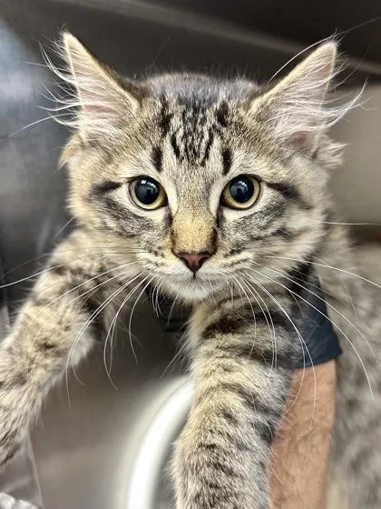 A baby medium-sized female Buff / Tan / Fawn Domestic Medium Hair cat named Rice Krispie for adoption in Wichita, KS