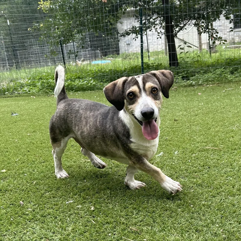 A young small-sized male Beagle dog named Buster for adoption in Magnolia, TX