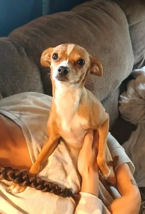 An adult small-sized female Chihuahua dog named Elliejo for adoption in Lewiston, ID