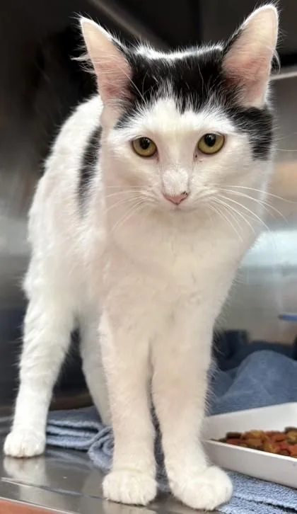 A young small-sized female Domestic Short Hair cat named Spot for adoption in Savannah, GA