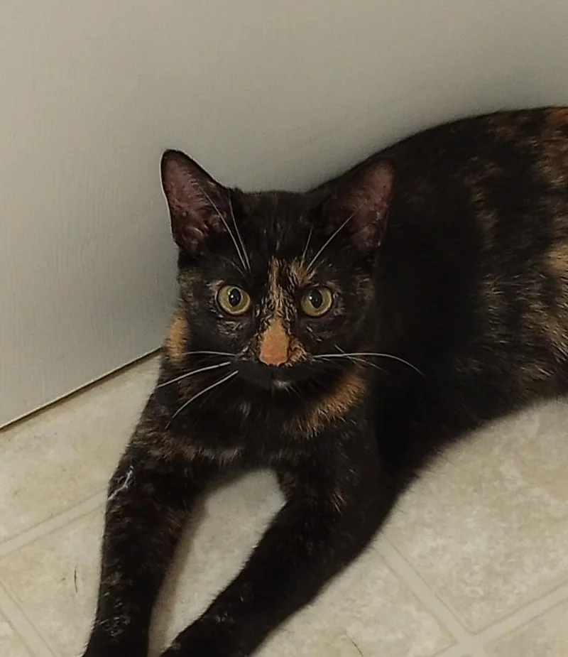 A baby medium-sized female Tortoiseshell cat named Poppy for adoption in Nashville, TN