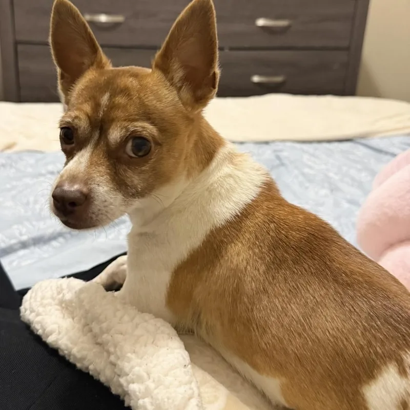 An adult small-sized female Golden Chihuahua dog named Suki for adoption in Orange, CA