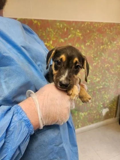 A young small-sized female Labrador Retriever dog named Nikki for adoption in San Antonio, TX