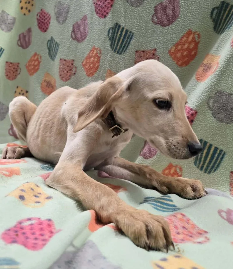 White Dutch thumbnail 2