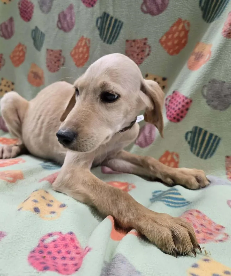 White Dutch thumbnail 3