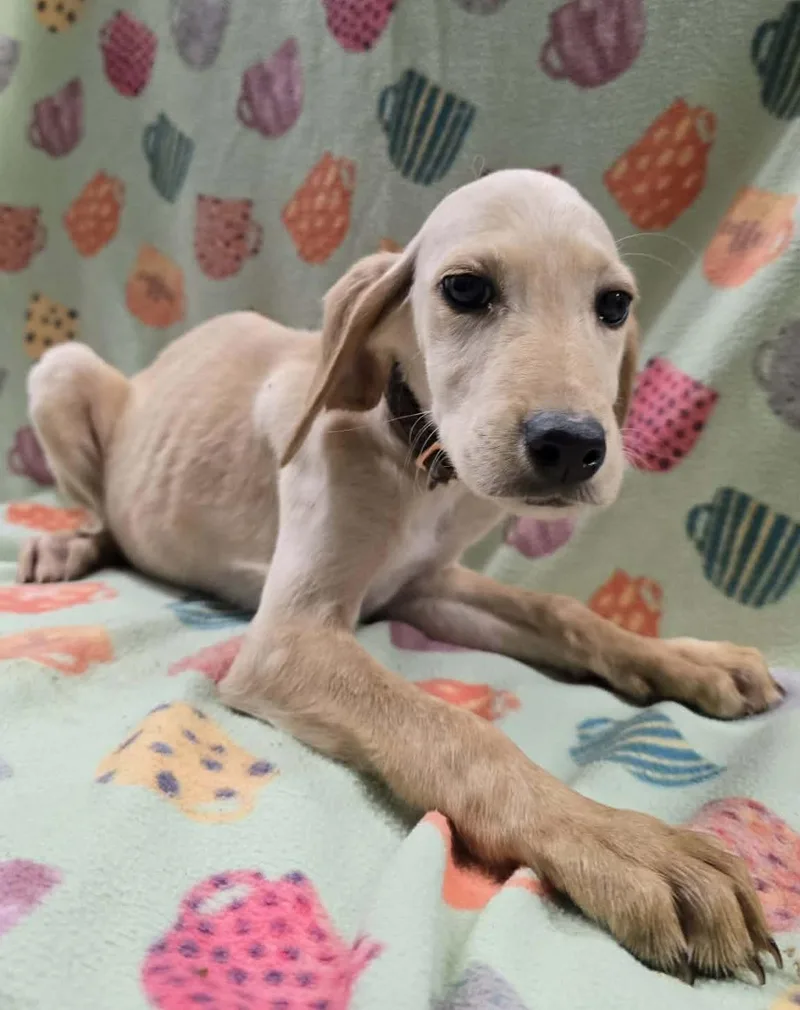 White Dutch thumbnail 4