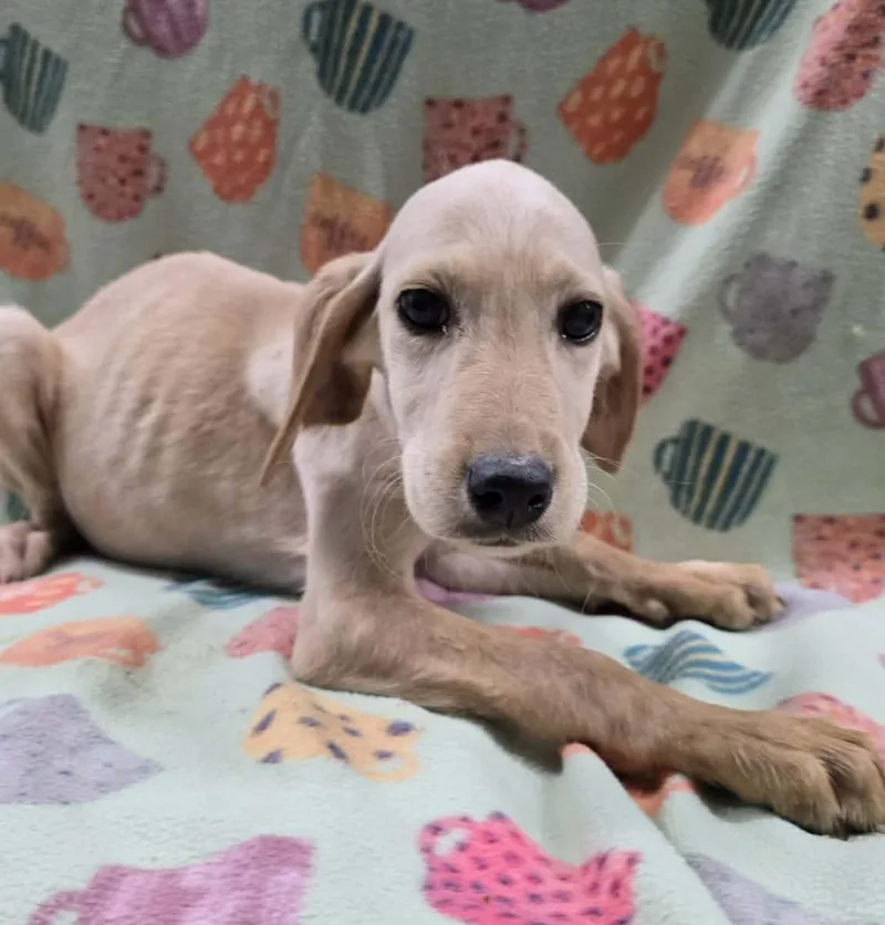 White Dutch thumbnail 5