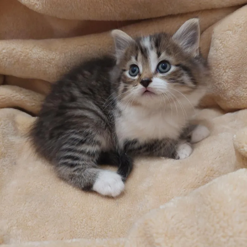 A baby small-sized female Brown / Chocolate Domestic Medium Hair cat named Hibiscus for adoption in Huntsville, AL