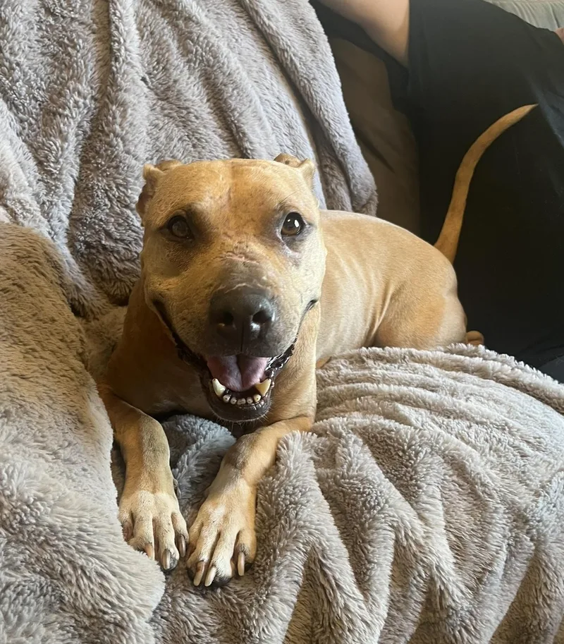 An adult medium-sized female Apricot / Beige Pit Bull Terrier dog named Fiona for adoption in Amherst, MA