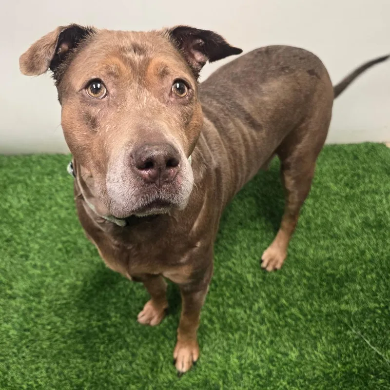 A senior large-sized female Mixed Breed dog named Sofia for adoption in Columbia, MO