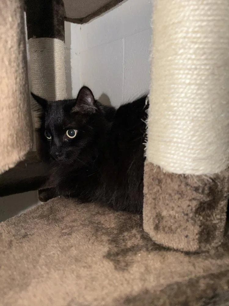 An adult large-sized male Domestic Short Hair cat named Kj for adoption in Ontario, CA
