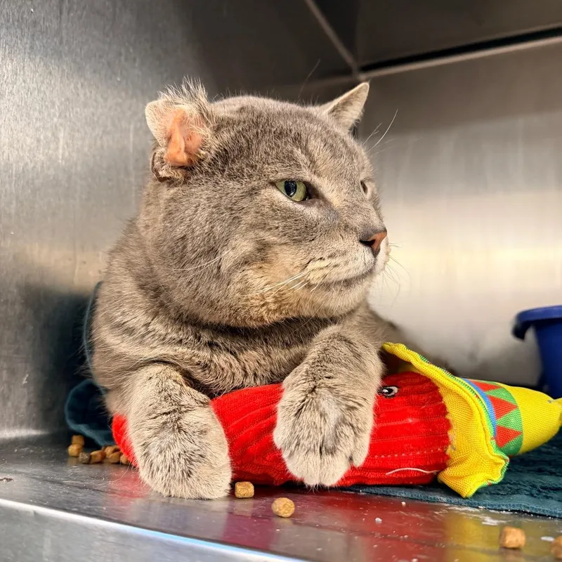 An adult large-sized male Gray / Blue / Silver Domestic Short Hair cat named Manny for adoption in New York, NY