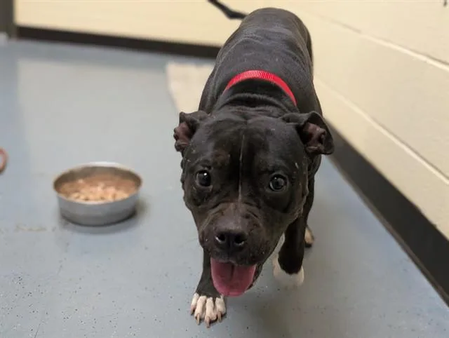 An adult medium-sized female Pit Bull Terrier dog named Porthus for adoption in Denver, CO