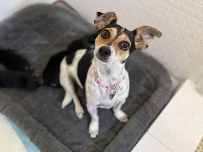 An adult small-sized female Rat Terrier dog named Tula for adoption in San Antonio, TX