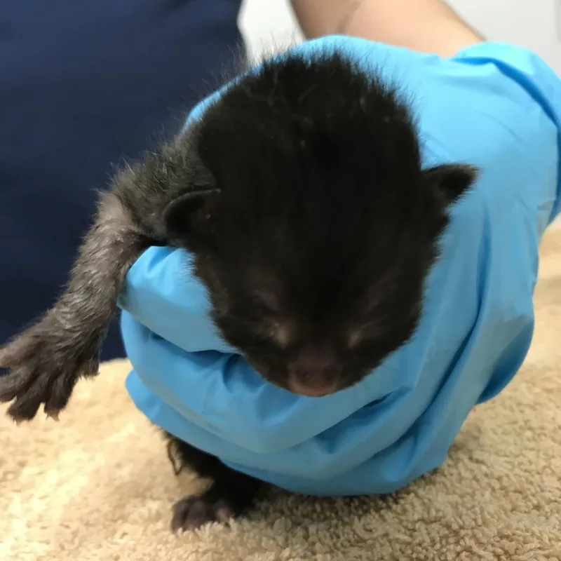 Beanie
